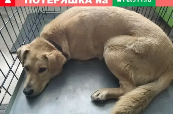 Найдена собака в районе Парнаса, 2 линия, СПб