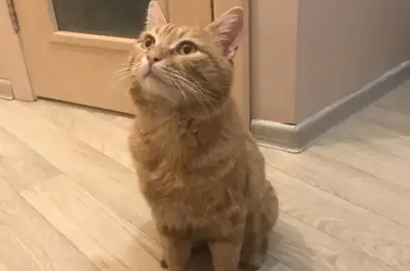 Найден рыжий кот в районе Блюхера