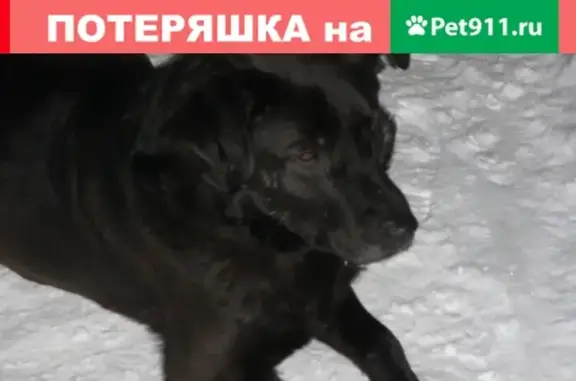 Найдена собака на ул. 8 Марта, Кострома