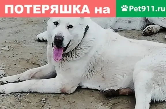 Пропала собака породы Алабай в д. Гагарка, Свердловская область
