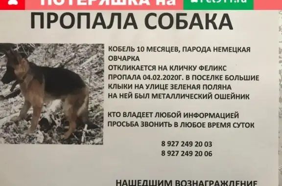 Пропала собака Немецкая овчарка в Казани, Большие Клыки