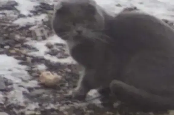 Найдена кошка в Энгельсе, Саратовская обл.