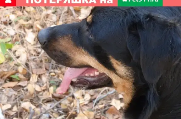 Пропала собака в совхозе Морской, Новосибирская область