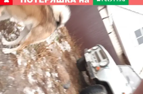 Пропала собака Лайка в Волгоградской области.
