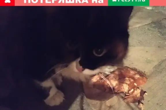 Найдена кошка: Героев Сибиряков 81
