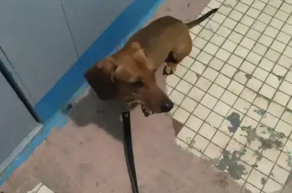 Найдена собака-такса на Московском проспекте