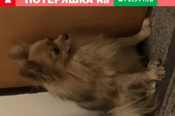Найдена собака на ул. Обручева, 5А