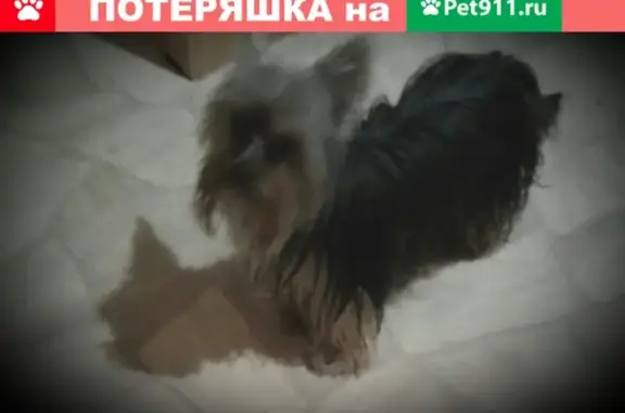 Пропала собака на Можайском шоссе (Москва) без ошейника и поводка
