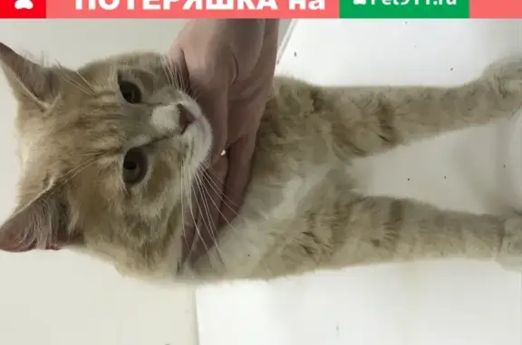 Найден котик на ул. Зверева в Иваново