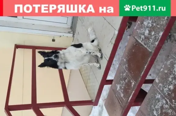Собака на Ленинградском пр-кте, магазин Wildberries, Н. Тагил