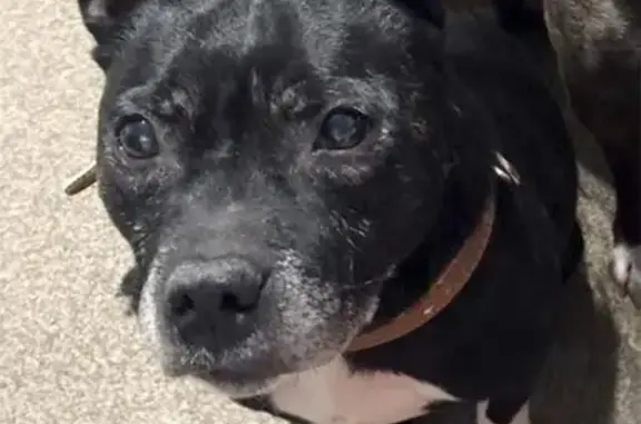 Собаки потеряшки, Чехов, фото: Потеряшка собака Лапа у магазина 