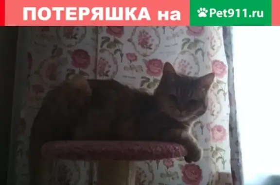 Пропала кошка Айза, адрес: Дзержинского 19А, Челябинск