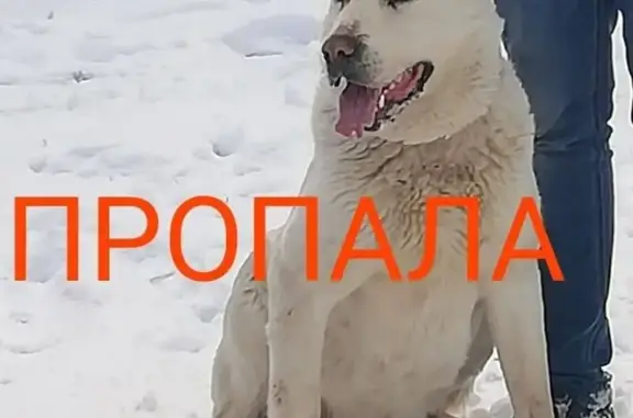 Пропала собака в Гагарке, Свердловская обл. - Алабай белого цвета 