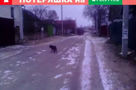 Пропала собака на улице Белова в Заславле