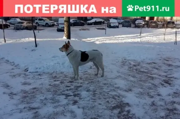 Потерян пёс в Лесной, Санкт-Петербург