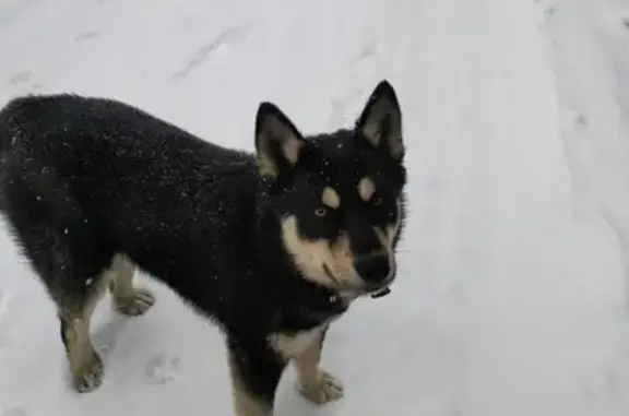 Найдена собака, Москва, фото: Найдена дружелюбная собака возрастом 6 месяцев в парке Гарнизон А, деревня Кузнецы, Московская область
