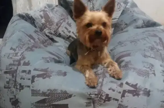 Потерянные животные Беломестное, фото: Пропала собака в Беломестное-37