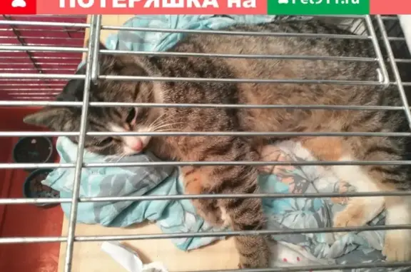 Найдена кошка в СНТ Вишневый сад, г.Чехов