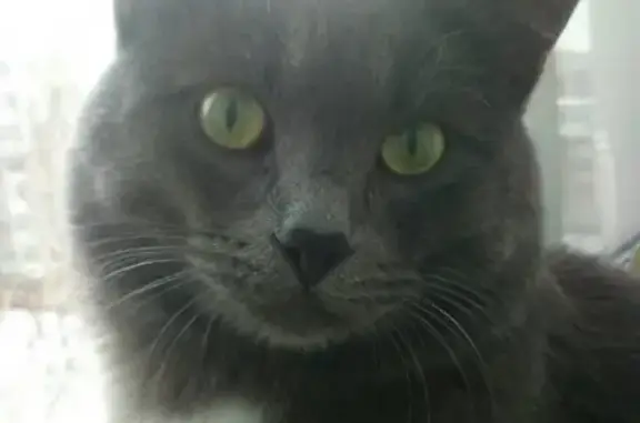 Объявления о пропавших и найденных животных, Саранск, фото: Пропал кот на улице Лихачёва, Саранск, Россия