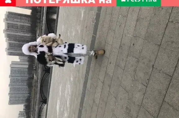 Пропала собака на Новомарьинской, 11 к1, кв. 118