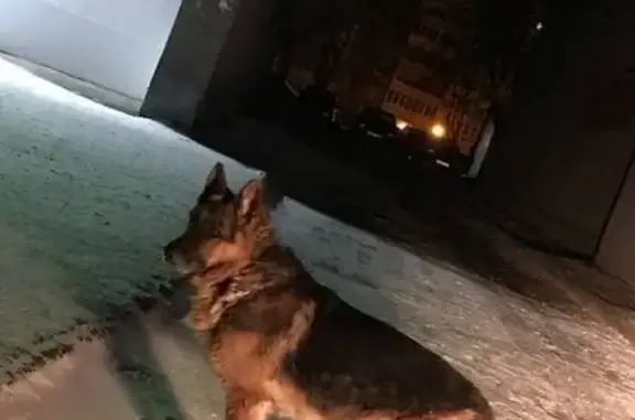 Найдена собака в Гомеле, контакты в объявлении