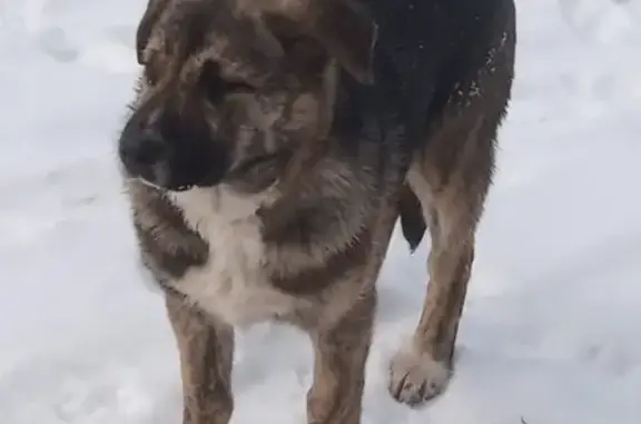 Собака найдена на улице Маршака, 24