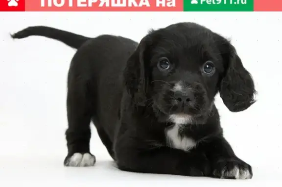 Собаки потеряшки, Нижний Новгород, фото: Потеряшка собака в Н. Новгороде: щенок спаниэля на ул. К. Маркса, 24