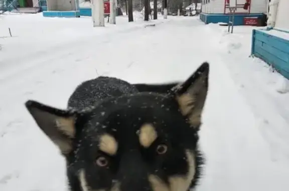 Найдена дружелюбная собака в парке Гарнизон А, Московская область