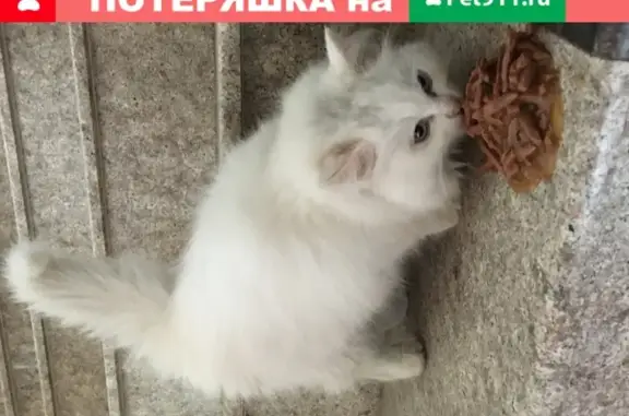 Найден котенок в Краснодаре