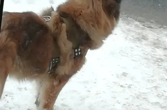 Собака на улице Пушкинской, Ижевск, ищем хозяина.