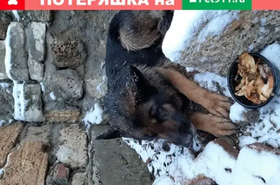 Собака найдена на ул. Лермонтова/пер. Северный 25.