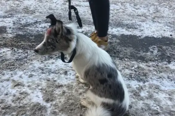 Найдена шуганая собака на Железноводской