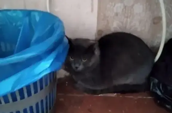 Найден пепельный кот на ул. Добролюбова, Киров.