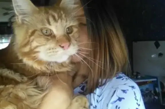 Кошки потеряшки, Новосибирск, фото: Потеряшка кошка Тим, ул. Расковой 11, Новосибирск