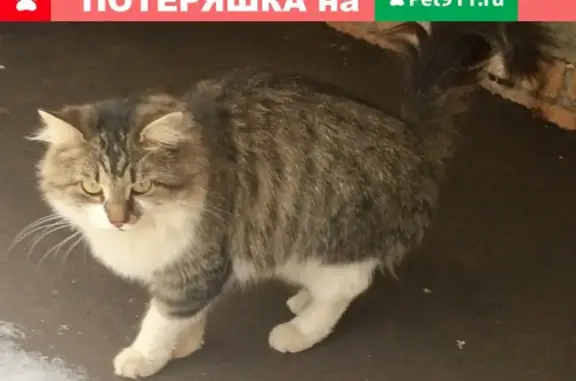 Найдена кошка на Ярославском шоссе
