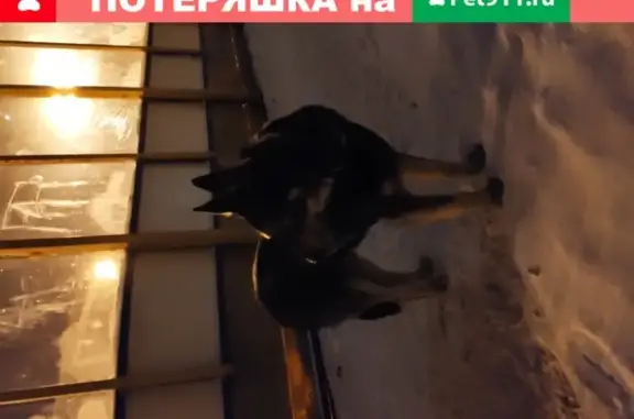 Найдена собака на улице Планерная 12к1