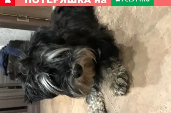 Найдена маленькая чёрно-белая собака на ул. Мусоргского, Москва
