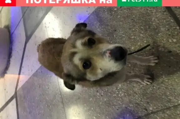 Собака найдена возле аэропорта в Сочи