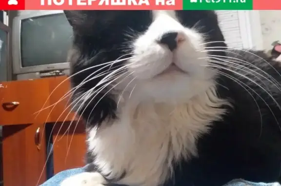 Пропала кошка Кот на Фабричной 4, Казань