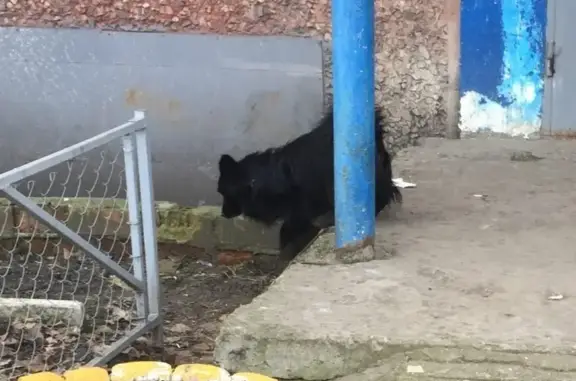 Найдена пугливая собака на улице Юлюса Янониса 2 в Воронеже