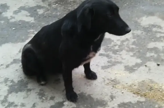 Найдена черно-белая собака на ул. Заполярная, Краснодар