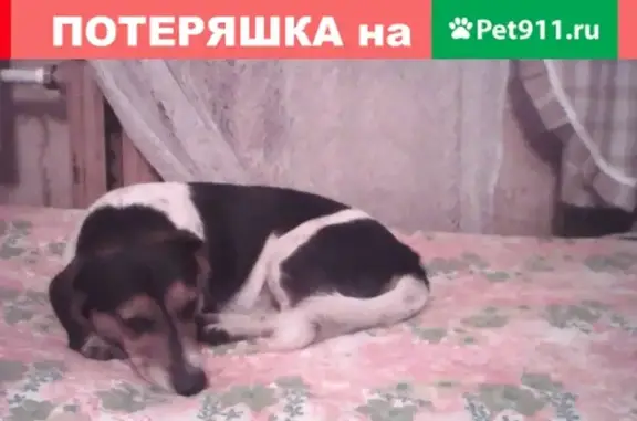 Пропала собака Чарли в районе Маг Донольдса, Егорьевск