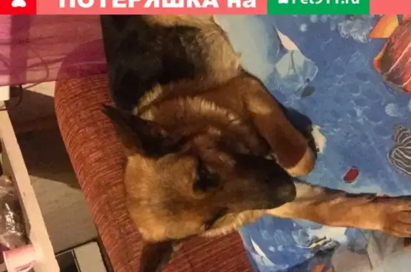 Найдена добрая собака на Молодёжной, Саратов