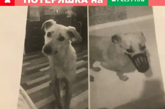 Пропала собака с чипом в Красногорске: Кличка Буля, светло-бежевая дворняжка.