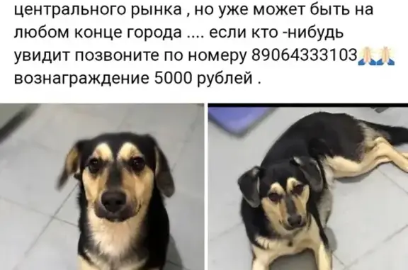 Пропала собака в Абинске на Нефтепромысловой улице