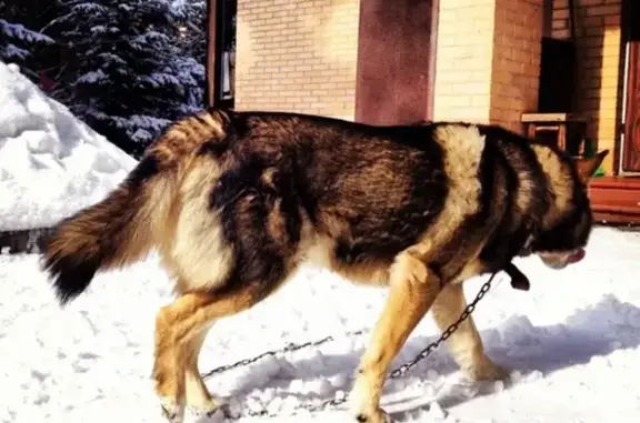 Пропал пёс в посёлке Мозжинка, нужна помощь!