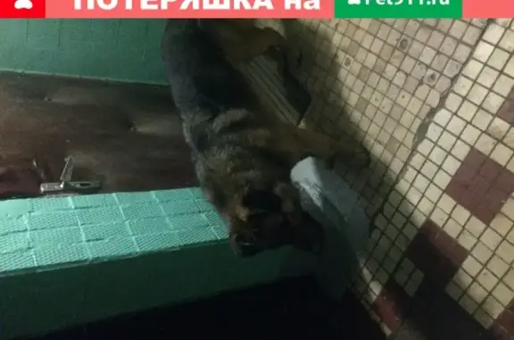 Найдена собака на ул. Онежской, 38к3с2