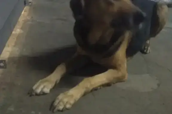 Собака на улице Салова, 46 без чипа