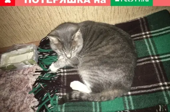Найдена кошка на ул. Балтийская, Ярославль