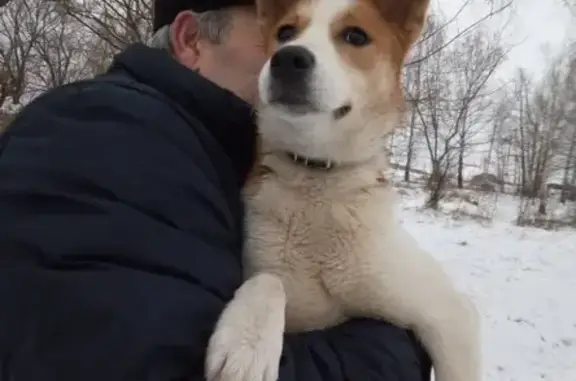 Найдена девочка-собака в Котельниках с ошейником